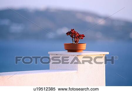 Stock Photography - Flower pot on wall. Fotosearch