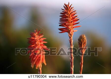 Picture - Flowers. Fotosearch