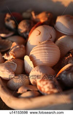 Seashells View Large Photo Image Stock Photo - Seashells. Fotosearch