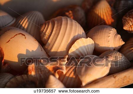 Seashells View Large Photo Image Stock Photo - Seashells. Fotosearch