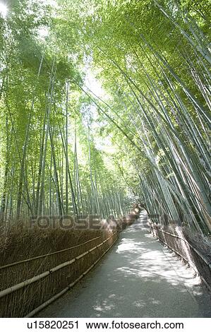 Bamboo grove in Sagano Kyoto Japan View Large Photo Image Stock Image - Bamboo grove in Sagano Kyoto Japan. Fotosearch