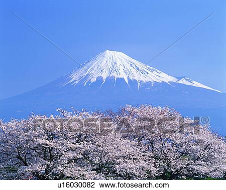 Cherry Blossoms in front of Mt Fuji View Large Photo Image Stock Image - Cherry Blossoms in front of Mt Fuji. Fotosearch