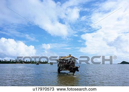 Stock Image - Ox wagon in Iriomote Island, Okinawa Prefecture, Japan. Fotosearch