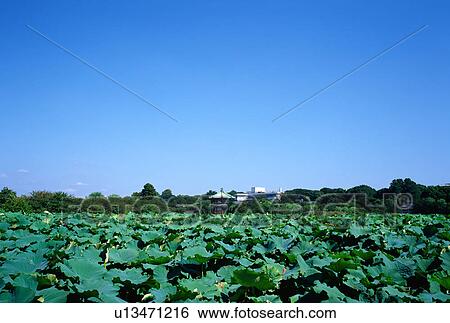 Ueno Shinobazu Pond, Tokyo, Japan View Large Photo Image Stock Photograph - Ueno Shinobazu Pond, Tokyo, Japan. Fotosearch