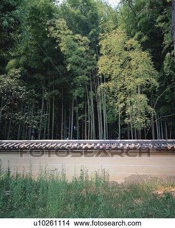 Picture - Bamboo forest. Fotosearch