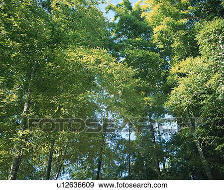 Bamboo forest View Large Photo Image Stock Photo - Bamboo forest. Fotosearch