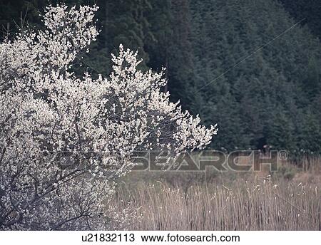 Cherry blossoms View Large Photo Image Stock Image - Cherry blossoms. Fotosearch