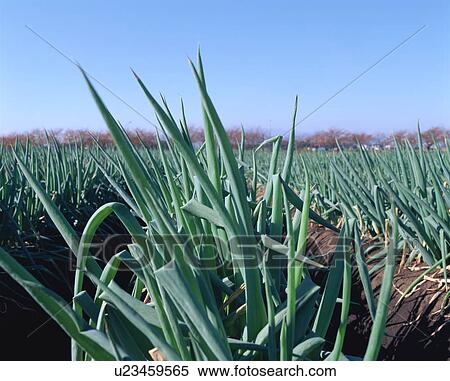 Stock Photography - Green onion in fields. Fotosearch