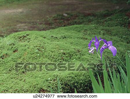 Stock Photo - Iris. Fotosearch