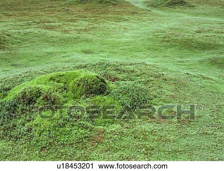 Stock Image - Moss on garden. Fotosearch