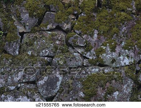 Moss on stone wall, Japan View Large Photo Image Stock Photography - Moss on stone wall, Japan. Fotosearch