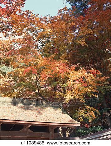 Stock Photograph - Red leaves. Fotosearch