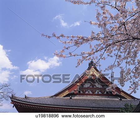 Stock Photograph - Roof of temple and cherry blossoms. Fotosearch