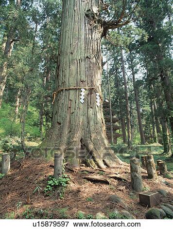 Stock Photo - Sacred Cedar. Fotosearch