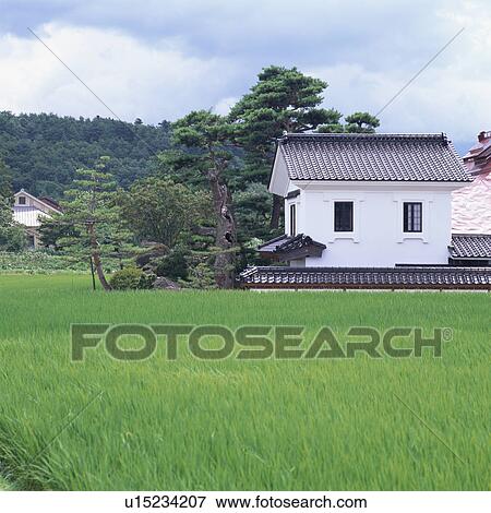 Stock Photo - Storehouse in rice field. Fotosearch