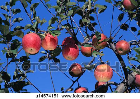 Apples on a tree View Large Photo Image Stock Image - Apples on a tree. Fotosearch