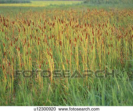Stock Image - Broadleaf Cattail (Typha Latifolia). Fotosearch
