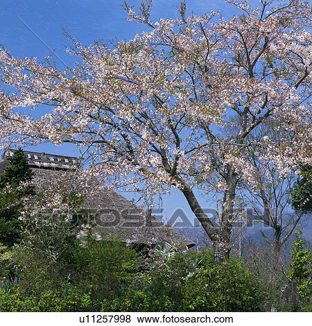 Stock Photo - Cherry blossom and straw roof house in Japan. Fotosearch