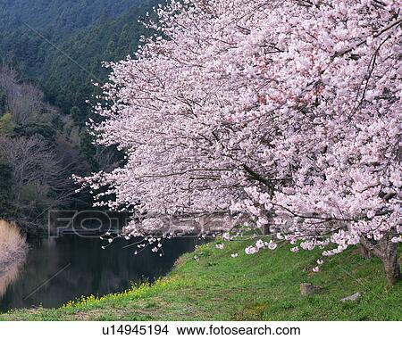 Cherry blossom trees in Shizuoka, Japan View Large Photo Image Picture - Cherry blossom trees in Shizuoka, Japan. Fotosearch