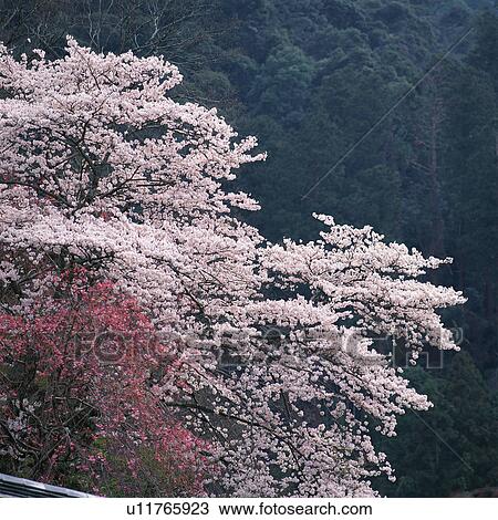 Cherry blossom trees in Yamanashi, Japan View Large Photo Image Stock Image - Cherry blossom trees in Yamanashi, Japan. Fotosearch