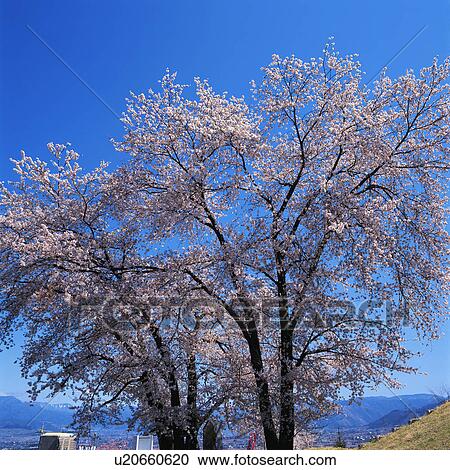 Stock Image - Cherry blossom trees in Yamanashi, Japan. Fotosearch