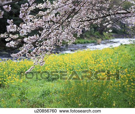 Cherry blossoms and mustard flower in Shizuoka, Japan View Large Photo Image Stock Image - Cherry blossoms and mustard flower in Shizuoka, Japan. Fotosearch