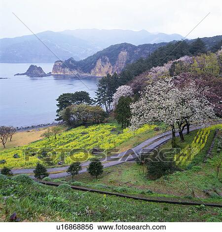 Stock Photograph - Cherry blossoms and mustard flower in Shizuoka, Japan. Fotosearch