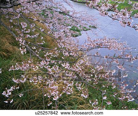 Stock Image - Cherry blossoms and river in Shizuoka, Japan. Fotosearch