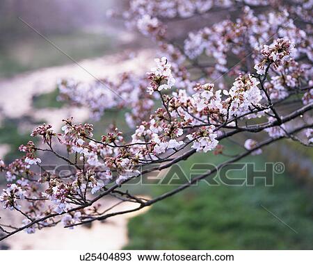 Cherry blossoms, close-up View Large Photo Image Stock Image - Cherry blossoms, close-up. Fotosearch