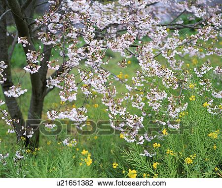 Stock Image - Cherry blossoms in Shizuoka, Japan. Fotosearch