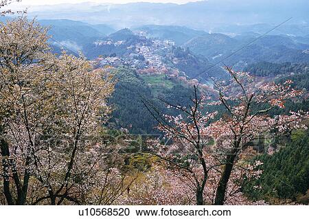 Cherry blossoms in Yoshino Village, Nara, Japan View Large Photo Image Stock Image - Cherry blossoms in Yoshino Village, Nara, Japan. Fotosearch