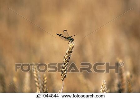 Dragonfly on top of wheat View Large Photo Image Picture - Dragonfly on top of wheat. Fotosearch