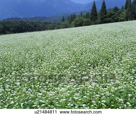 Stock Image - Field of soba flower in Togakushi, Nagano, Japan. Fotosearch