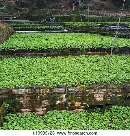 Japanese horseradish field in Nakaizu, Shizuoka, Japan View Large Photo Image Stock Image - Japanese horseradish field in Nakaizu, Shizuoka, Japan. Fotosearch