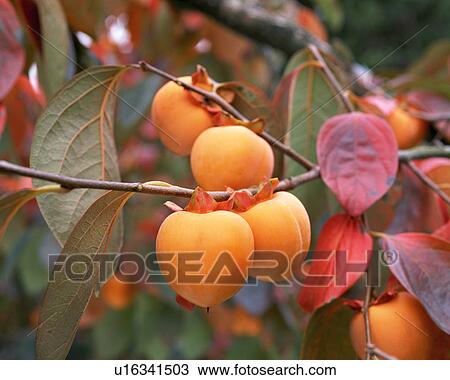 Japanese persimmon on a tree View Large Photo Image Stock Image - Japanese persimmon on a tree. Fotosearch