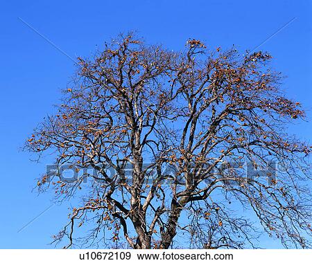 Stock Photo - Japanese persimmon tree. Fotosearch