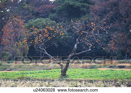Stock Photo - Japanese persimmon tree. Fotosearch