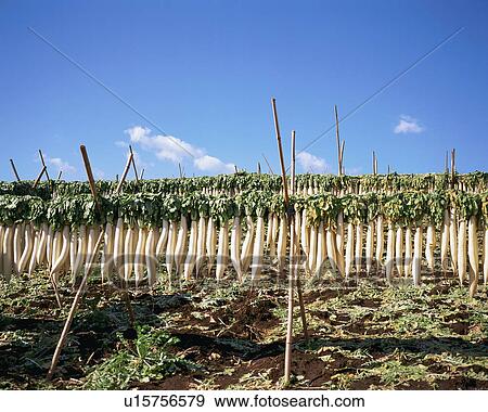 Stock Photo - Japanese Radish. Fotosearch