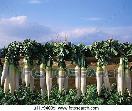 Stock Photography - Japanese Radish. Fotosearch