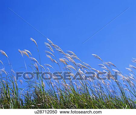 Stock Image - Japanese silver grass blowing in the wind. Fotosearch