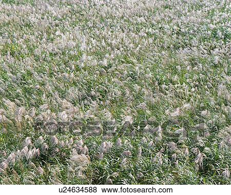 Japanese silver grass View Large Photo Image Stock Photo - Japanese silver grass. Fotosearch