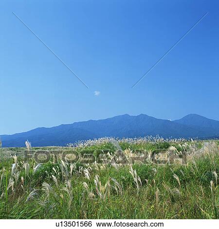Stock Photograph - Japanese silver grass. Fotosearch