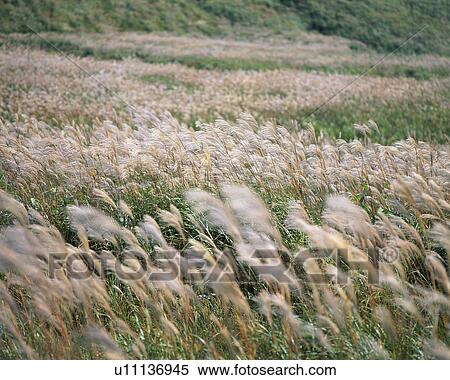 Japanese silver grass View Large Photo Image Stock Photography - Japanese silver grass. Fotosearch