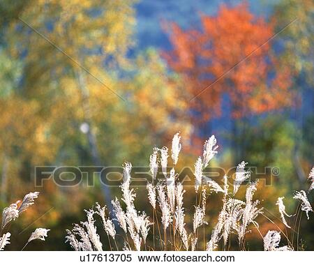 Stock Photography - Japanese silver grass. Fotosearch
