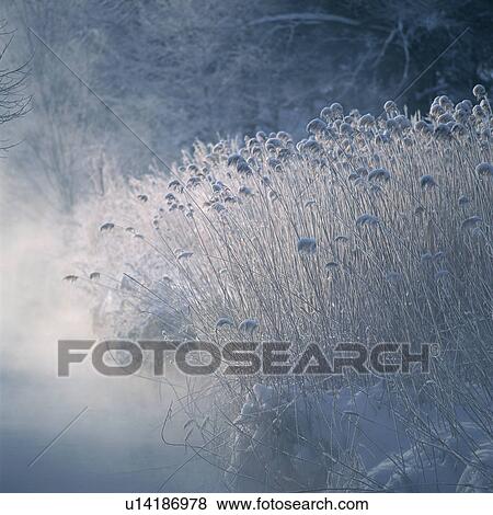 Japanese silver grasses covered by snow View Large Photo Image Stock Photo - Japanese silver grasses covered by snow. Fotosearch