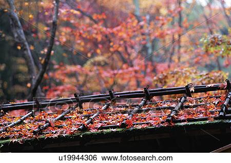 Stock Photograph - Leaves scattered over the roof. Fotosearch