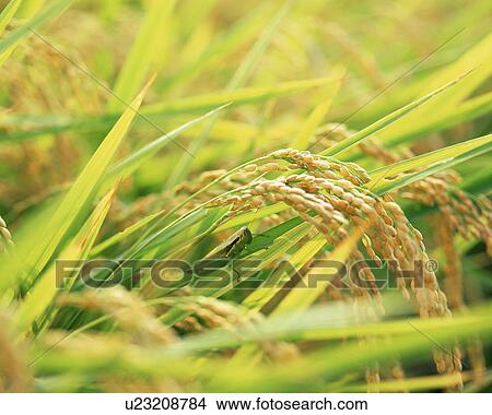 Locust and crop of rice, close-up View Large Photo Image Picture - Locust and crop of rice, close-up. Fotosearch