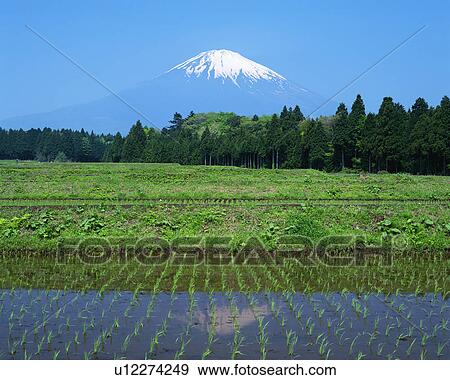 Stock Photo - Mt Fuji, Gotenba, Shizuoka, Japan. Fotosearch