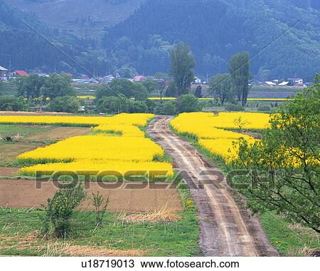 Mustard flower field in Iiyama, Nagano, Japan View Large Photo Image Stock Image - Mustard flower field in Iiyama, Nagano, Japan. Fotosearch