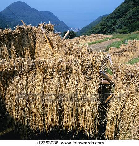 Paddy sheaf rack in Shizuoka, Japan View Large Photo Image Stock Photograph - Paddy sheaf rack in Shizuoka, Japan. Fotosearch